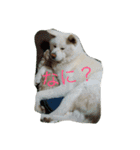AKITAINU KOTAROU（個別スタンプ：3）