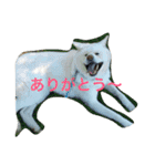 AKITAINU KOTAROU（個別スタンプ：4）