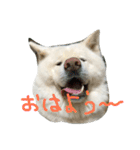 AKITAINU KOTAROU（個別スタンプ：5）