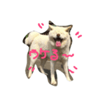 AKITAINU KOTAROU（個別スタンプ：6）