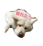 AKITAINU KOTAROU（個別スタンプ：8）