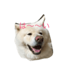 AKITAINU KOTAROU（個別スタンプ：9）