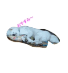 AKITAINU KOTAROU（個別スタンプ：10）