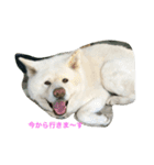 AKITAINU KOTAROU（個別スタンプ：13）