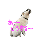 AKITAINU KOTAROU（個別スタンプ：14）