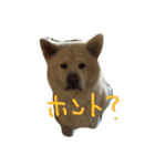 AKITAINU KOTAROU（個別スタンプ：16）