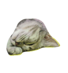 HIPPOCAT（個別スタンプ：1）