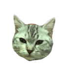 HIPPOCAT（個別スタンプ：2）