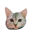 HIPPOCAT（個別スタンプ：3）