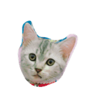 HIPPOCAT（個別スタンプ：4）
