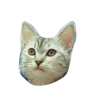 HIPPOCAT（個別スタンプ：6）