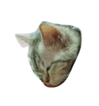 HIPPOCAT（個別スタンプ：7）
