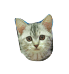 HIPPOCAT（個別スタンプ：8）