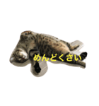 キジ猫とサビ猫の怠惰な生活（個別スタンプ：1）