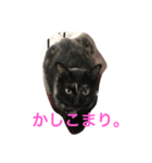 キジ猫とサビ猫の怠惰な生活（個別スタンプ：2）