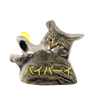 キジ猫とサビ猫の怠惰な生活（個別スタンプ：3）