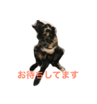 キジ猫とサビ猫の怠惰な生活（個別スタンプ：4）