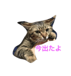 キジ猫とサビ猫の怠惰な生活（個別スタンプ：5）