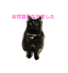 キジ猫とサビ猫の怠惰な生活（個別スタンプ：6）