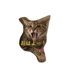 キジ猫とサビ猫の怠惰な生活（個別スタンプ：8）
