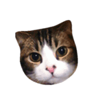 JAM Scottishfold（個別スタンプ：1）