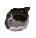 JAM Scottishfold（個別スタンプ：2）