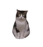 JAM Scottishfold（個別スタンプ：3）