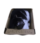 JAM Scottishfold（個別スタンプ：4）