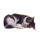 JAM Scottishfold（個別スタンプ：5）