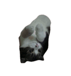 JAM Scottishfold（個別スタンプ：7）