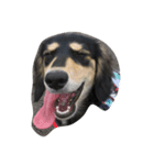 愛犬太郎‎´•ﻌ•`（個別スタンプ：1）