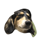 愛犬太郎‎´•ﻌ•`（個別スタンプ：2）