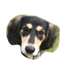 愛犬太郎‎´•ﻌ•`（個別スタンプ：3）