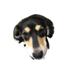 愛犬太郎‎´•ﻌ•`（個別スタンプ：4）