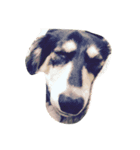 愛犬太郎‎´•ﻌ•`（個別スタンプ：5）