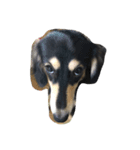 愛犬太郎‎´•ﻌ•`（個別スタンプ：8）