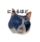 we are misocats！（個別スタンプ：1）