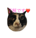 we are misocats！（個別スタンプ：2）