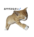 we are misocats！（個別スタンプ：3）