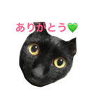 we are misocats！（個別スタンプ：4）