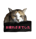 we are misocats！（個別スタンプ：5）