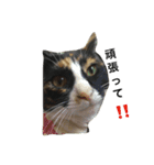 we are misocats！（個別スタンプ：6）