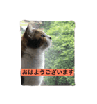 we are misocats！（個別スタンプ：7）