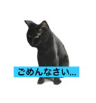 we are misocats！（個別スタンプ：8）
