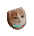 ほっこりにゃんこのスタンプ（個別スタンプ：1）
