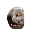 ほっこりにゃんこのスタンプ（個別スタンプ：6）