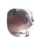ほっこりにゃんこのスタンプ（個別スタンプ：7）