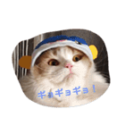 ほっこりにゃんこのスタンプ（個別スタンプ：13）