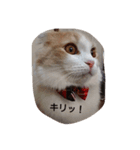 ほっこりにゃんこのスタンプ（個別スタンプ：15）