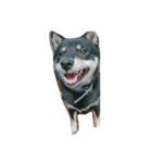 愛犬『ココ』（個別スタンプ：1）